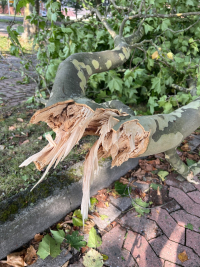 Warnung vor Sturmschäden